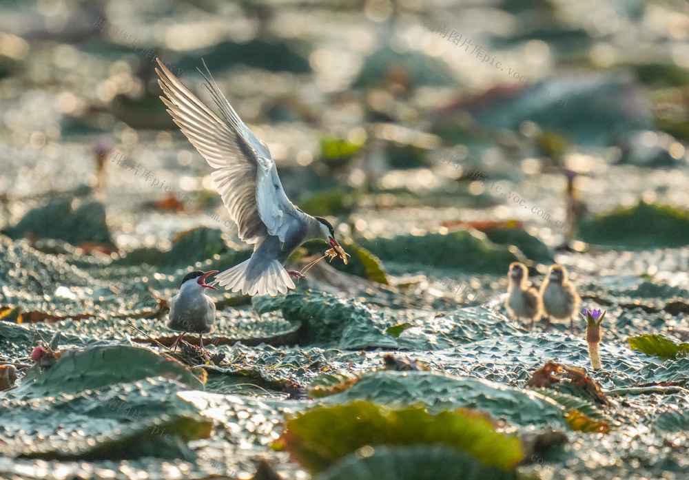 湘阴白泥湖须浮鸥