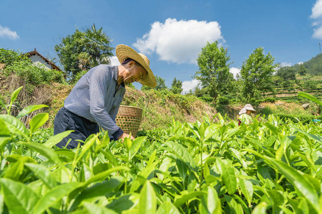 湘西黄金茶  小暑时节   采夏茶   制作红碎茶   
  助增收