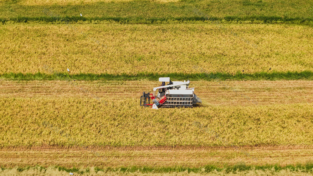 双抢 水稻 收割季