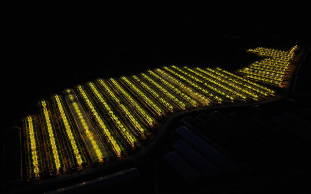 航拍  郴州市  苏仙区  五盖山镇 
 大奎上村  百香果棚基地  近万盏紫外线补光灯  璀璨星空 