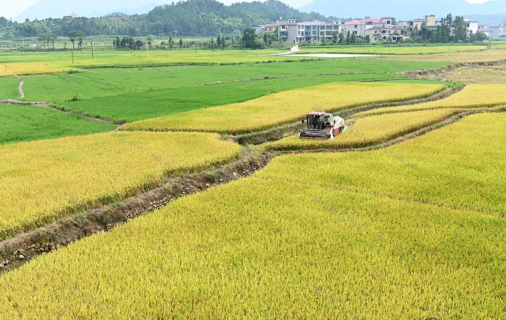 收割 农机 早稻 稻谷 高温天气 夏粮  颗粒归仓 农民 农业 农村 粮食生产 粮田