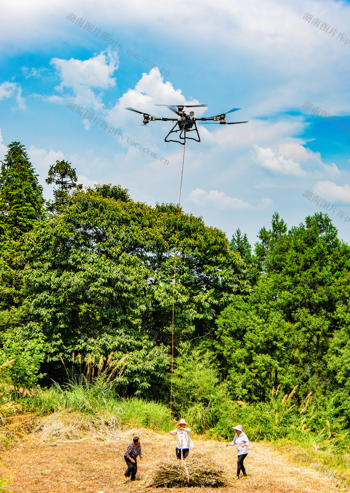 农村  种植业  艾草  怀化