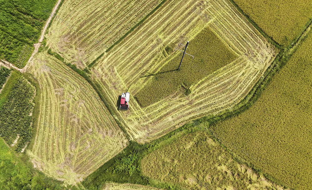 早稻丰收 开镰收割 水稻种植 农业产业 丰产丰收
