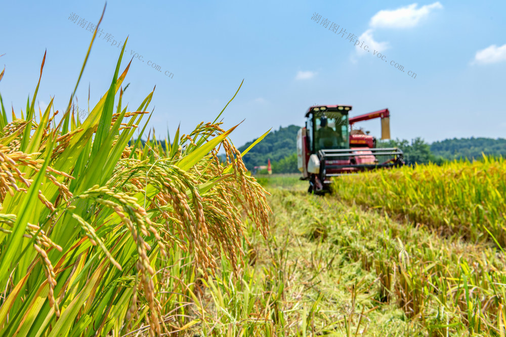粮食生产  早稻  收割