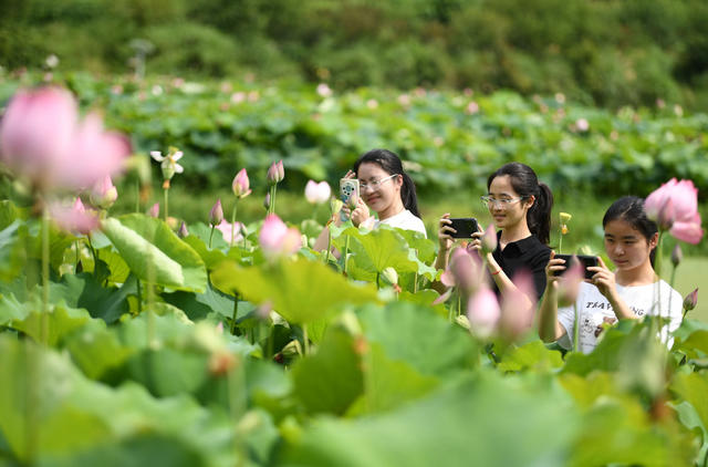 种植荷花 生态田园 乡村振兴 