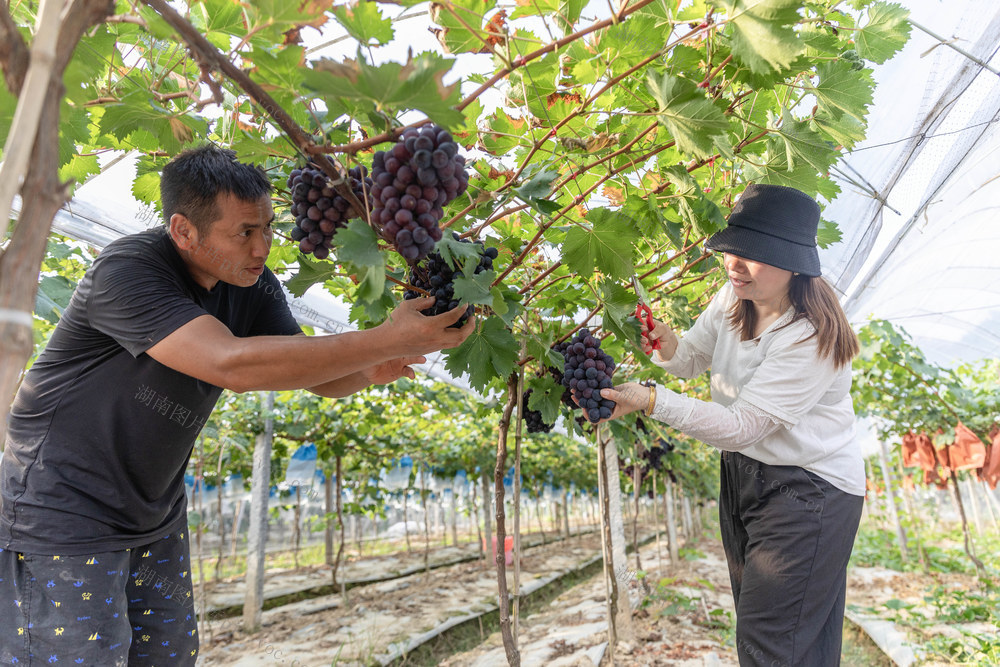 葡萄 乡村振兴 张排村
