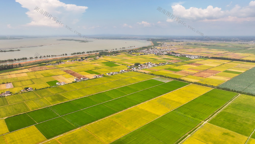 洞庭稻田风光