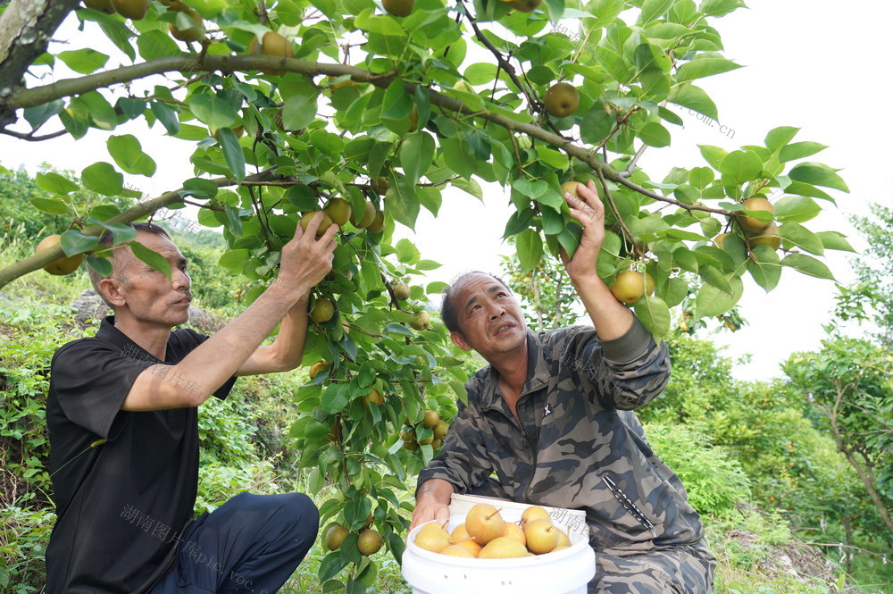荒山变农场（图）

7月9日，湖南省隆回县荷香桥镇桐盆山农场，农场主黄群平和游客一起在摘梨、玩鼓。近年来，当地农民黄群平、周长庭等村民合伙承包500亩荒山，种植水果，兴建农场，经济、生态效益明显。