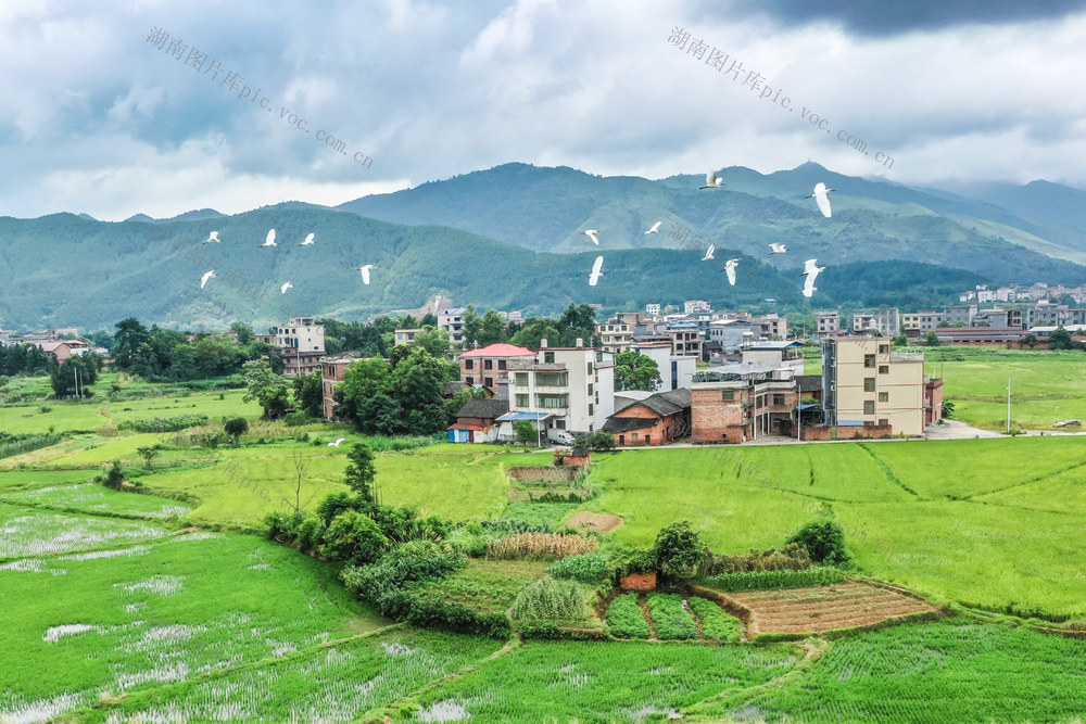 白鹭 鸟类 千年鸟道 环保 生态