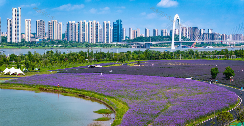 长沙 望城区 月亮岛 紫兮庄园 马鞭草 薰衣草 花海