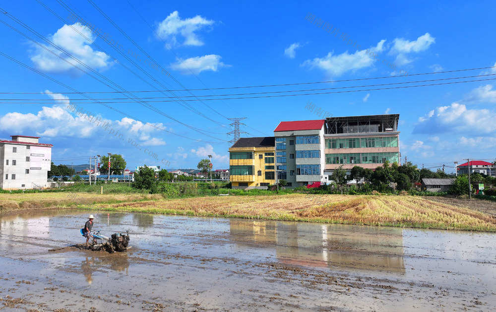 双抢 晚稻 插秧 早稻 收割