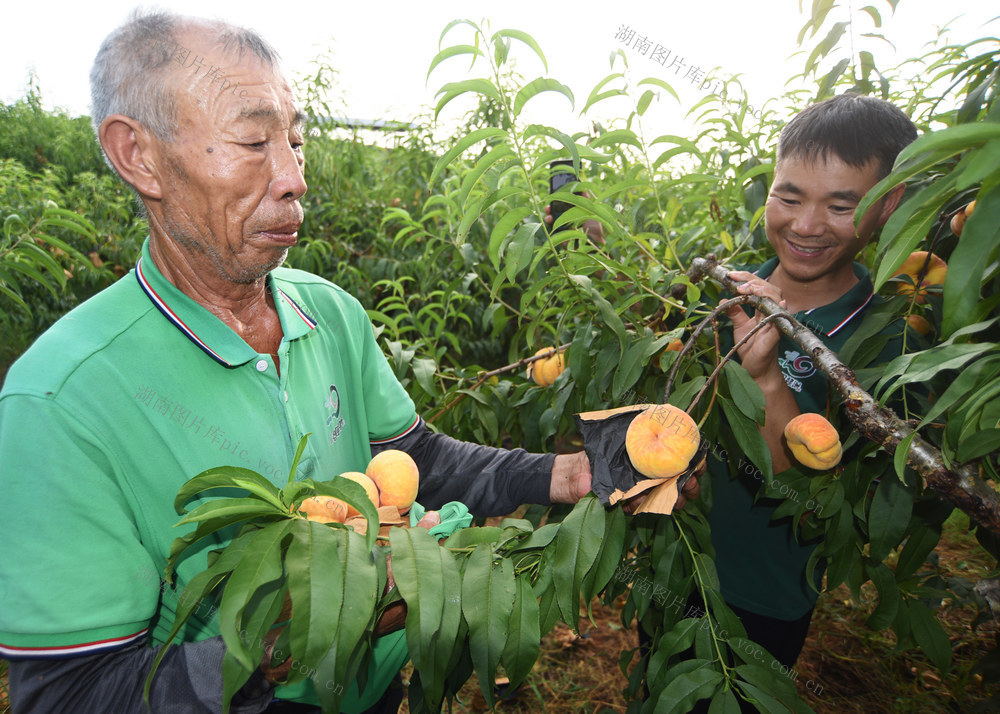 嘉禾：农场果丰收  果农采摘忙