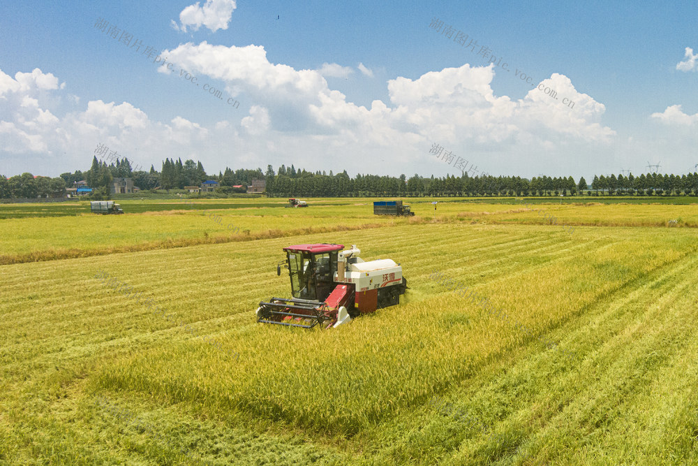 早稻  水稻  农业  村民  经济  乡村  村民  稻谷   粮食  