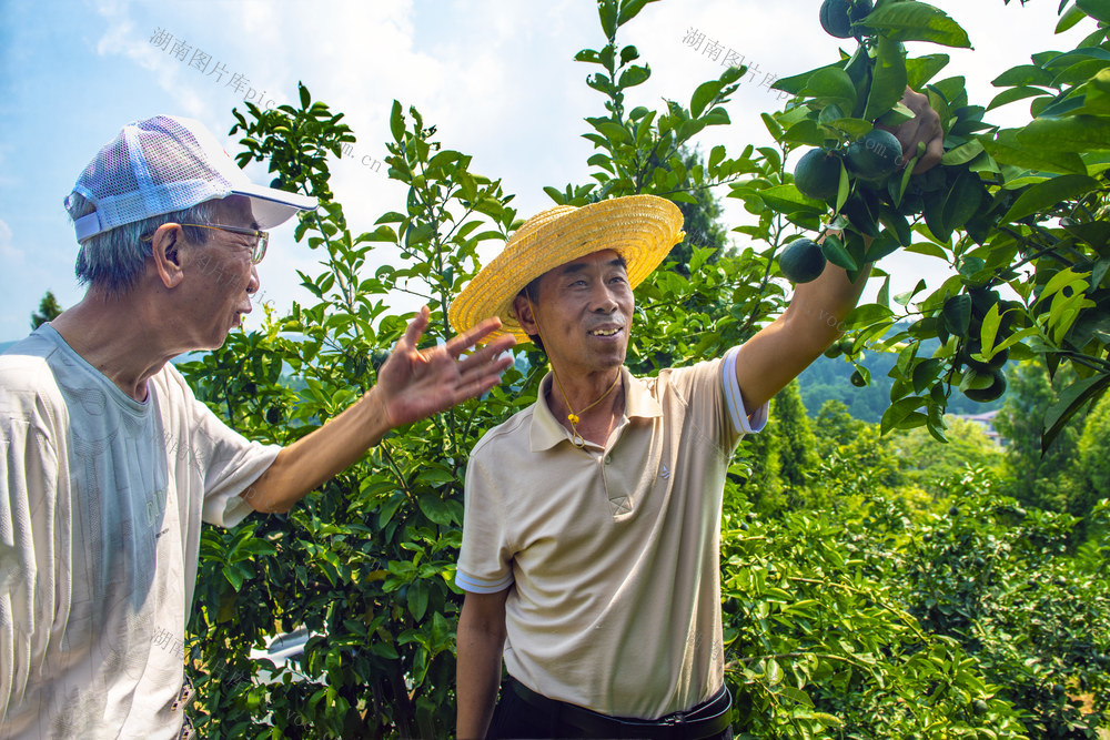 枳壳    中药材    采摘  加工
