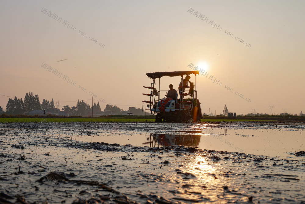 农业   经济   水稻  稻谷  晚稻  农田  高标准农田  农民   村民    粮食