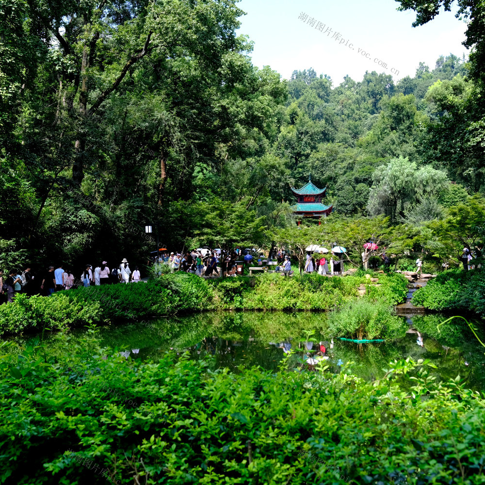 爱晚亭，游人如织