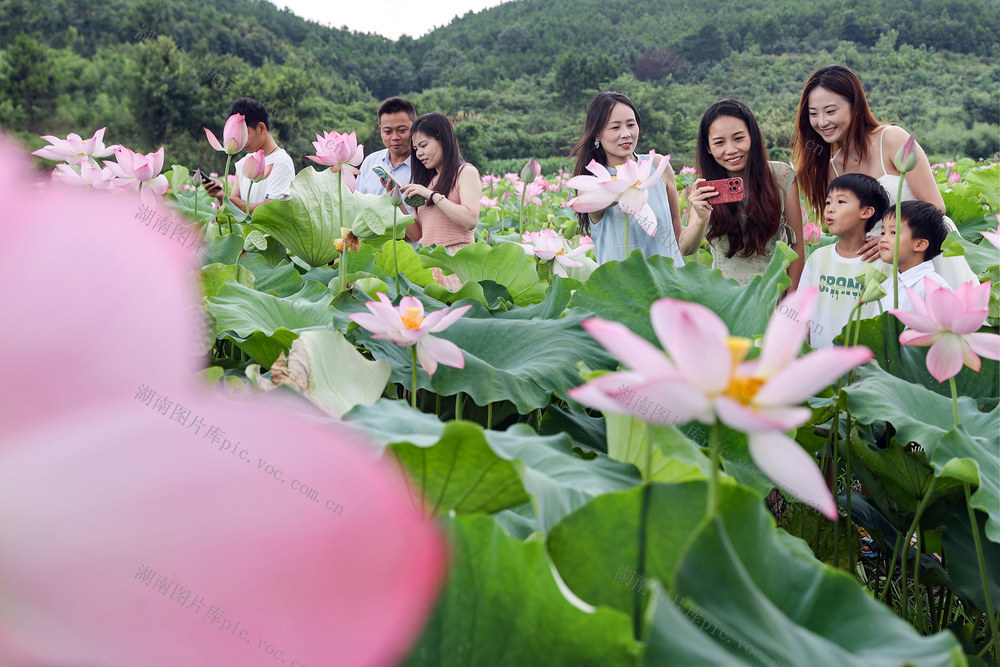 临武县——荷花绽放引客来