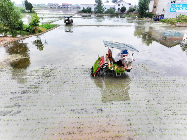 水稻“双抢”  晚稻移栽  插秧机