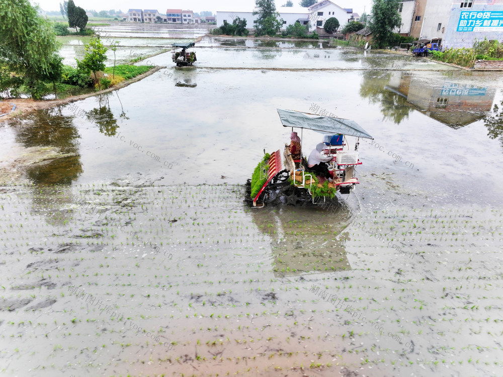 水稻“双抢”  晚稻移栽  插秧机