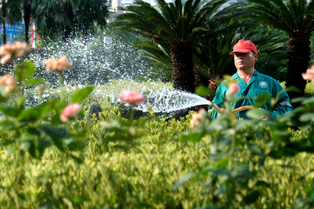 洒水降温 ，给绿化“送清凉”  