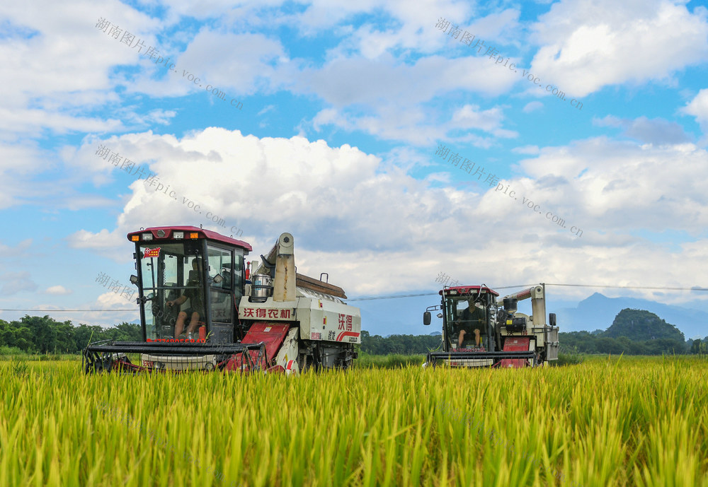 湖南道县：高标准农田收稻忙