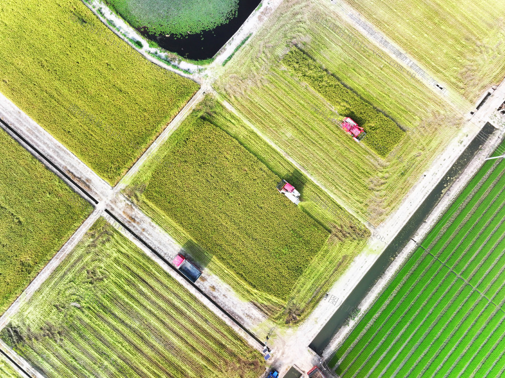 国家储备粮  粮源基地  水稻  双抢  机械化