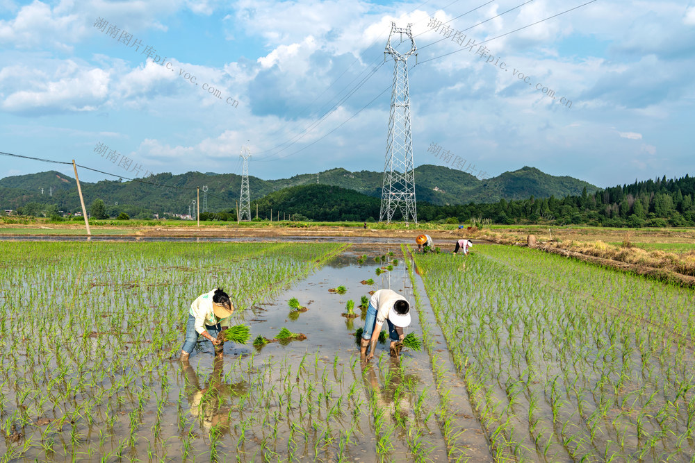 农业产业调整  经济作物  水稻  双丰收