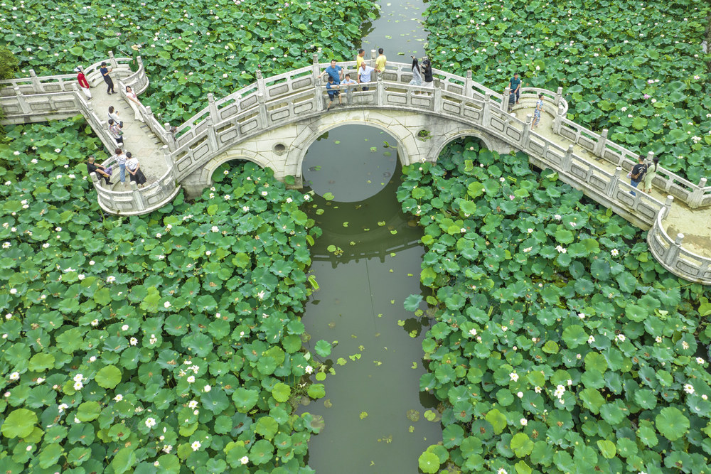 娄底 荷花 夏日 赏荷 游客