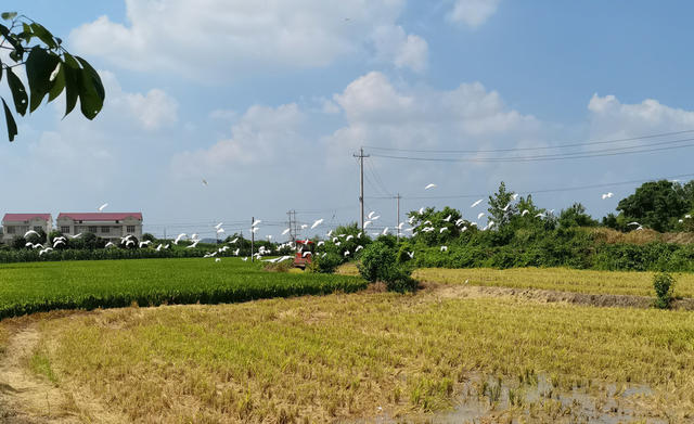 早稻收割；生态环境；白鹭栖息
