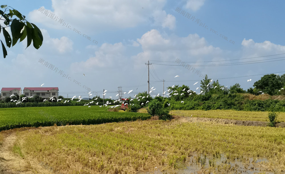 早稻收割；生态环境；白鹭栖息