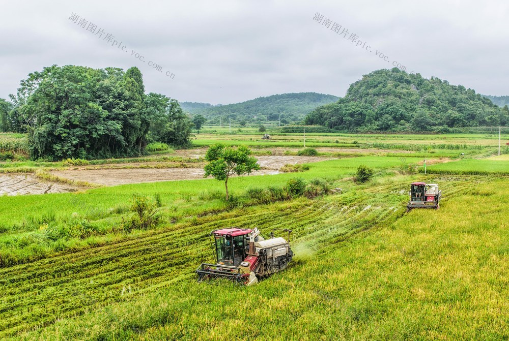 早稻
晚稻
双抢
道县