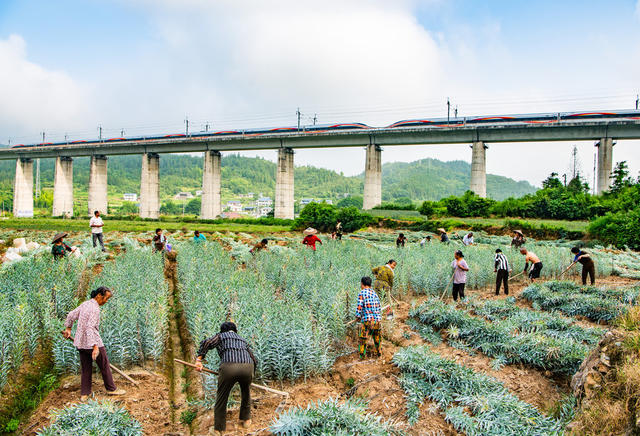 农村  种植  百合  怀化  中方