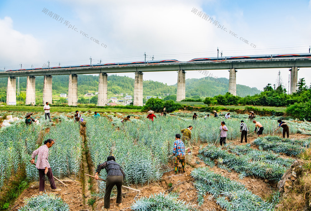 农村  种植  百合  怀化  中方
