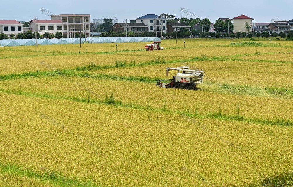 双抢，农机，收割，机插秧，耕田，农时，农民，水稻，晚稻秧苗，稻田，效率 