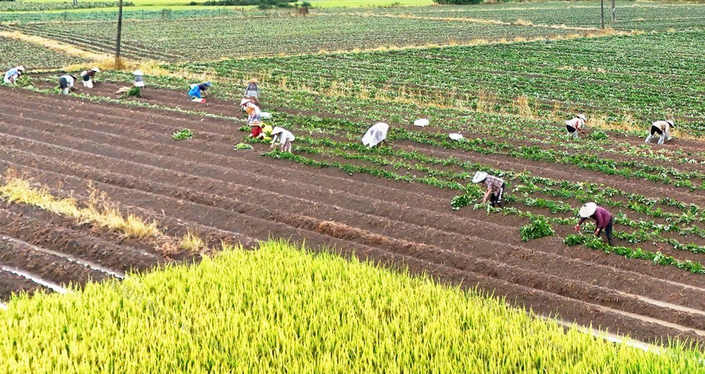 特色种植促增收