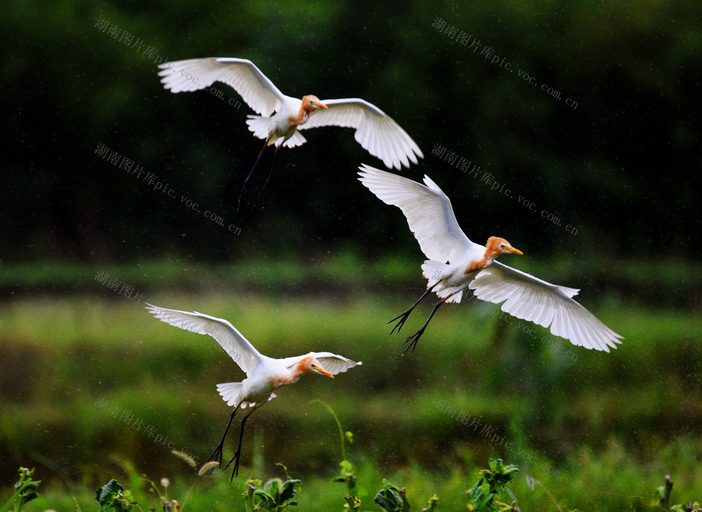 嘉禾：生态好 鸟飞来