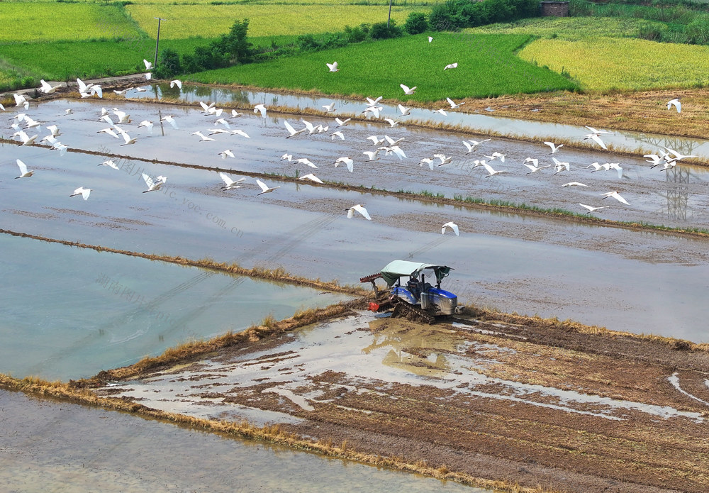 双抢 农事 农时 晚稻 插秧