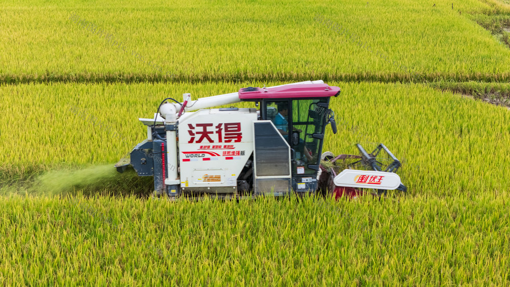 农业 早稻 双抢 粮食丰收