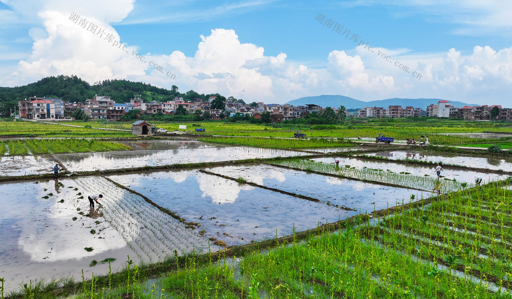 双抢  晚稻  插秧  农事