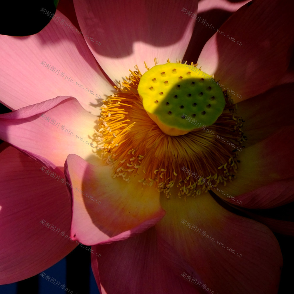 西湖公园 ，鸟语花香