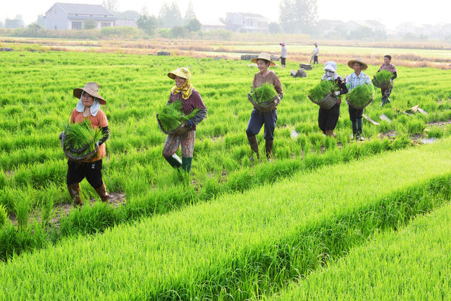 盛夏  水稻生产  双抢  晚稻移栽
