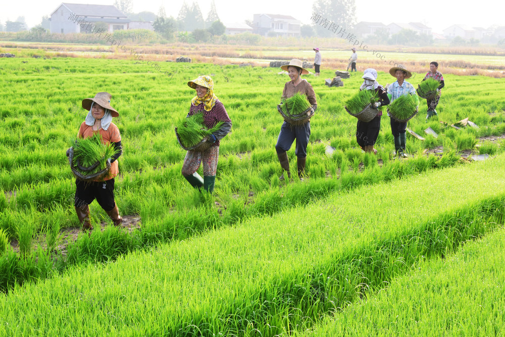 盛夏  水稻生产  双抢  晚稻移栽
