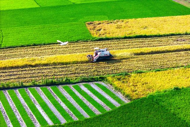 双抢  早稻  晚稻  丰收  粮食生产  夕阳