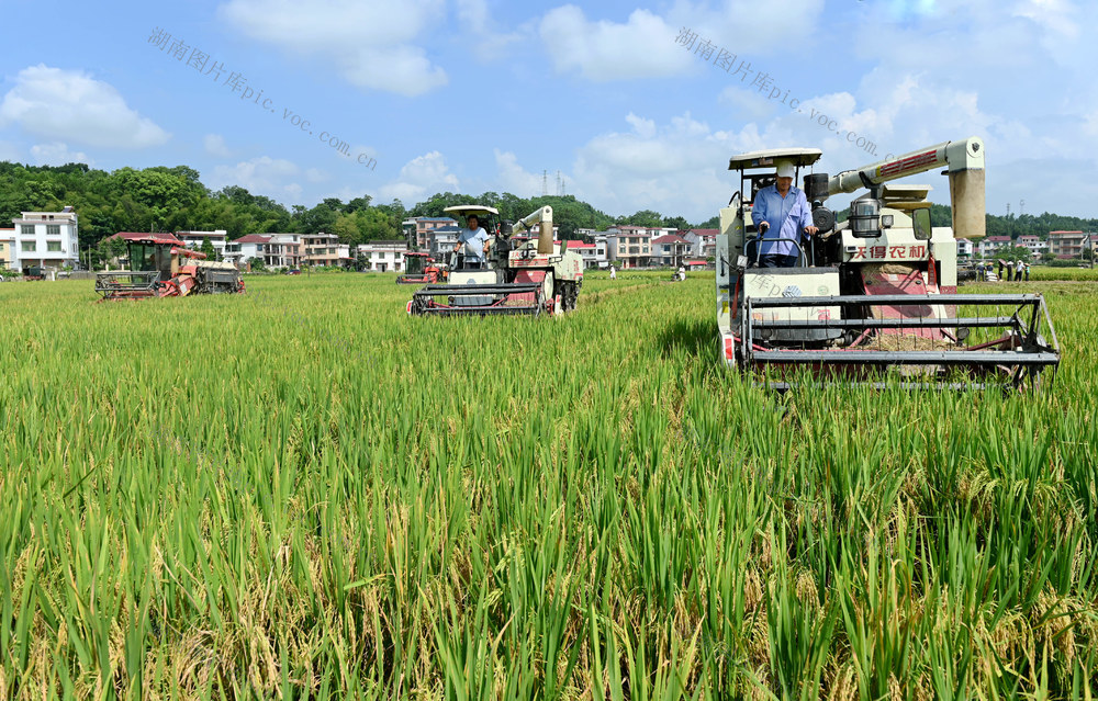 早稻，收割，农机，服务，机械作业，效率，成本，颗粒归仓，粮食，收割机，稻田，合作社