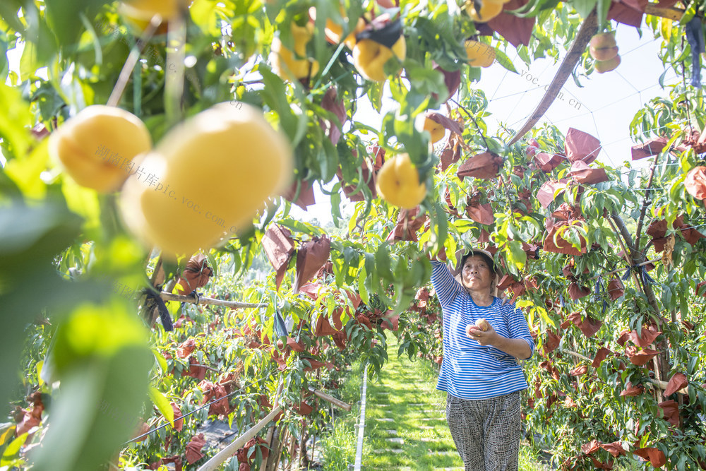 娄底 一村一品一主播 蟠桃 乡村振兴 采摘 特色农业