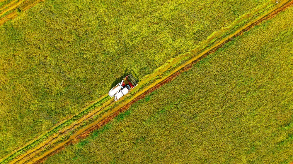早稻  抢收  农民  收割机  夏粮