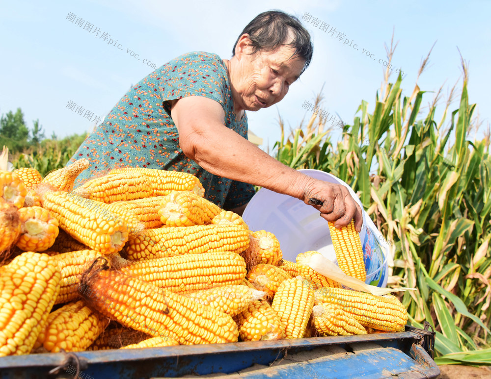 盛夏  高温  农事  玉米收获  稻田耕整