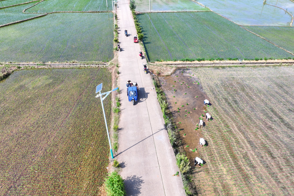 双抢 酷暑 烈日 高温 农民 晚稻 插秧 耕田 白鹭 