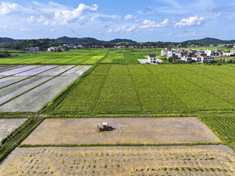 粮食生产 水稻 农业双抢 抢收早稻 翻耕稻田 抢插晚稻