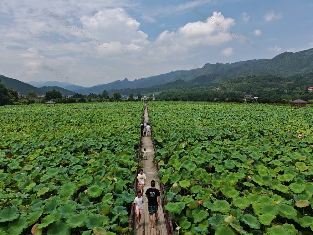 2025年7月14日，湖南省怀化市溆浦县刘家渡村，大片荷塘绿意盎然，木栈道穿梭其间。游客漫步栈道，赏荷观景，在山水田园间享受夏日惬意，感受自然之美与乡村生态魅力。